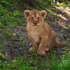 London Zoo: Entry Ticket
