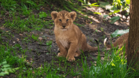 London Zoo: Entry Ticket